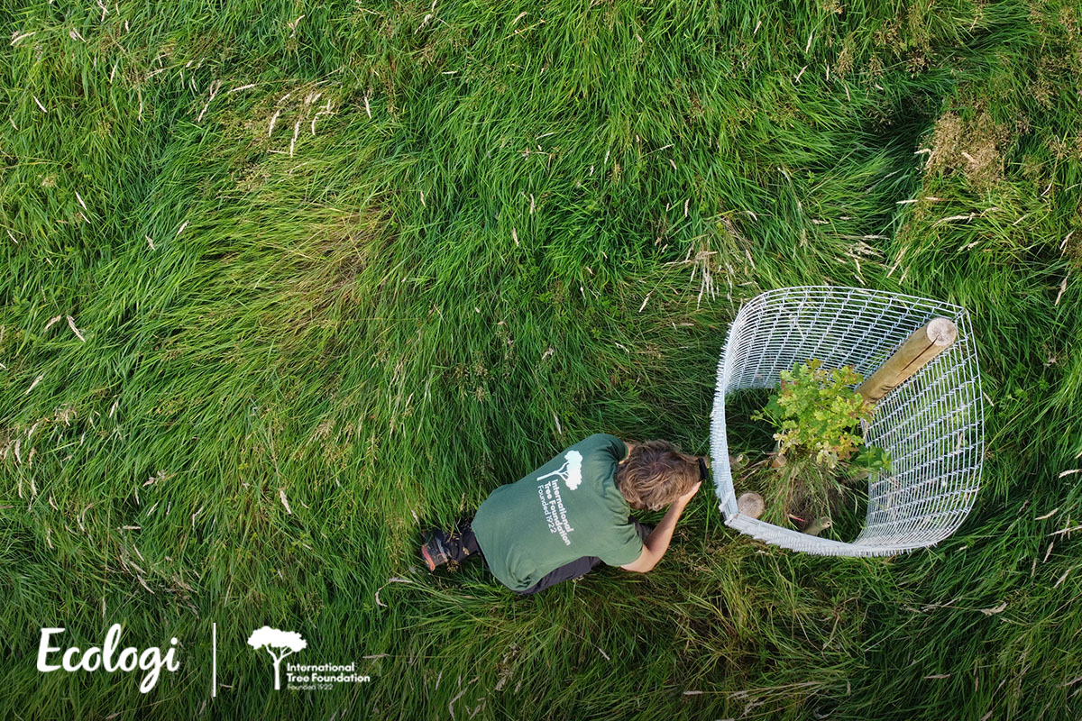 NetWeaver launches Climate Action Workforce initiative with Ecologi